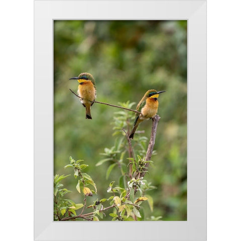Africa-Tanzania Little bee-eater birds on limb  White Modern Wood Framed Art Print by Jaynes Gallery