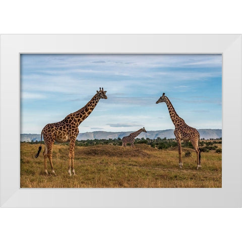 Africa-Tanzania-Serengeti National Park Giraffes on plain  White Modern Wood Framed Art Print by Jaynes Gallery
