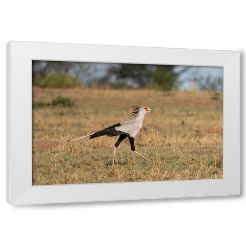 Africa-Tanzania-Serengeti National Park Secretary bird  White Modern Wood Framed Art Print by Jaynes Gallery