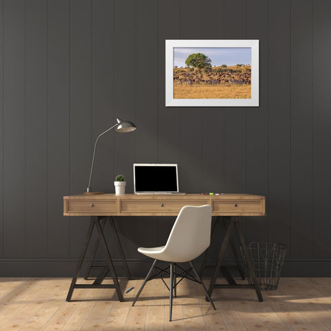 Africa-Tanzania-Serengeti National Park Zebras and wildebeests on plain  White Modern Wood Framed Art Print by Jaynes Gallery