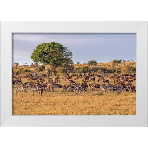 Africa-Tanzania-Serengeti National Park Zebras and wildebeests on plain  White Modern Wood Framed Art Print by Jaynes Gallery