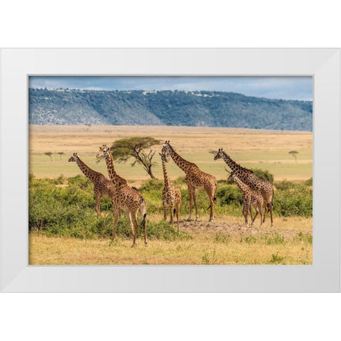Africa-Tanzania-Serengeti National Park Giraffes on plain  White Modern Wood Framed Art Print by Jaynes Gallery