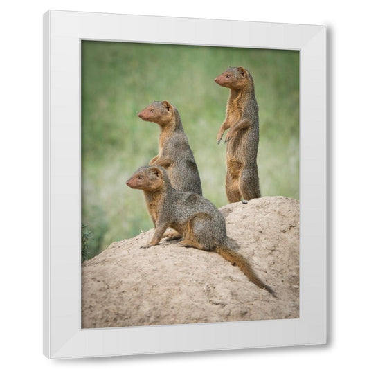 Perspective Image