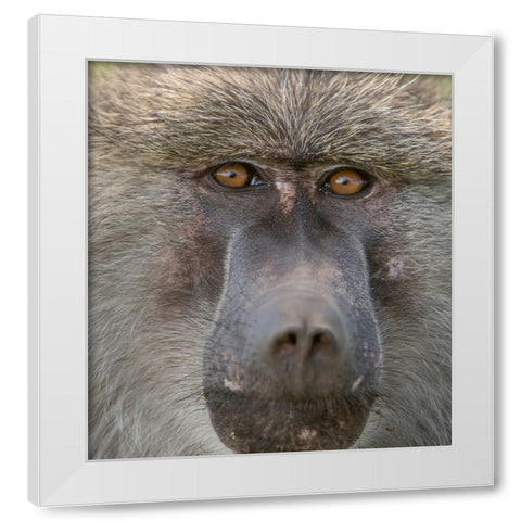 Africa-Tanzania Closeup of male baboon White Modern Wood Framed Art Print by Sederquist, Betty