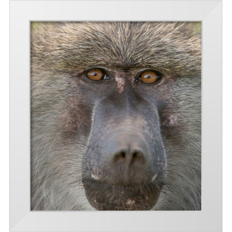 Africa-Tanzania Closeup of male baboon White Modern Wood Framed Art Print by Sederquist, Betty