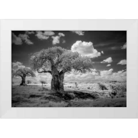 Africa-Tanzania Ancient baobab trees-dot the landscape in this infrared view White Modern Wood Framed Art Print by Sederquist, Betty
