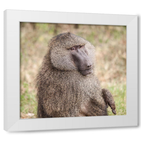 Africa-Tanzania A baboon face shows wisdom and personality on the African savannah White Modern Wood Framed Art Print by Sederquist, Betty