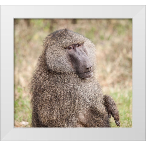 Africa-Tanzania A baboon face shows wisdom and personality on the African savannah White Modern Wood Framed Art Print by Sederquist, Betty