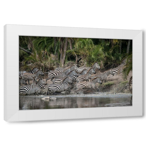 Africa-Tanzania Perhaps spooked by crocodiles-zebras stampede in the Serengeti White Modern Wood Framed Art Print by Sederquist, Betty
