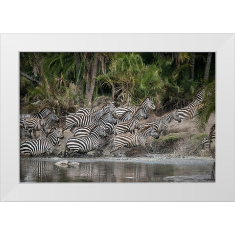Africa-Tanzania Perhaps spooked by crocodiles-zebras stampede in the Serengeti White Modern Wood Framed Art Print by Sederquist, Betty