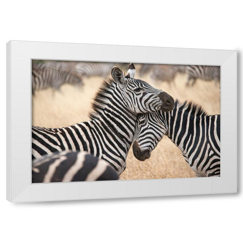 Africa-Tanzania Loving zebras nuzzle in the Serengeti White Modern Wood Framed Art Print by Sederquist, Betty