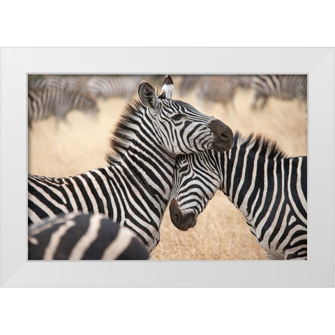 Africa-Tanzania Loving zebras nuzzle in the Serengeti White Modern Wood Framed Art Print by Sederquist, Betty