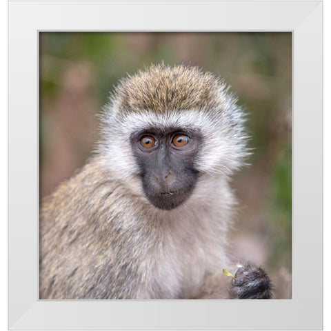 Africa Tanzania Vervet baby in the Serengeti White Modern Wood Framed Art Print by Sederquist, Betty
