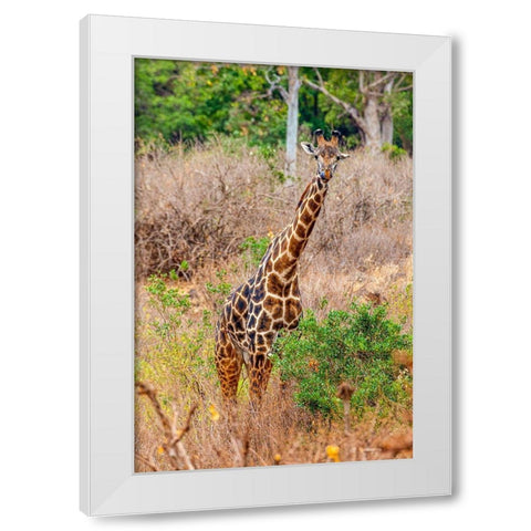 A Maasai giraffe looks on as a safari drives by White Modern Wood Framed Art Print by Richardson, Larry