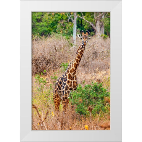 A Maasai giraffe looks on as a safari drives by White Modern Wood Framed Art Print by Richardson, Larry