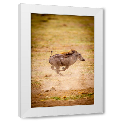 A young warthog kicks up dust as it runs White Modern Wood Framed Art Print by Richardson, Larry