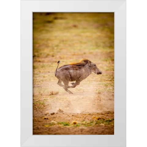 A young warthog kicks up dust as it runs White Modern Wood Framed Art Print by Richardson, Larry