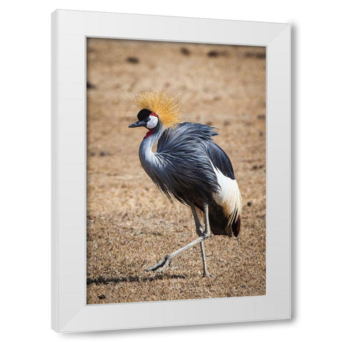 A grey crown crane is seen in Ngorongoro Crater-Tanzania White Modern Wood Framed Art Print by Richardson, Larry