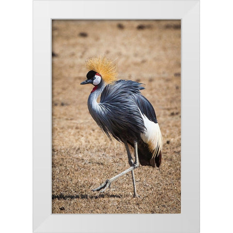 A grey crown crane is seen in Ngorongoro Crater-Tanzania White Modern Wood Framed Art Print by Richardson, Larry