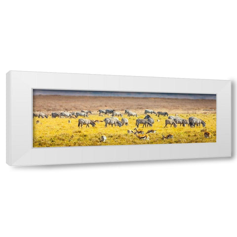 Thompsons gazelle and zebra feed among the grasslands within the Ngorongoro Crater White Modern Wood Framed Art Print by Richardson, Larry