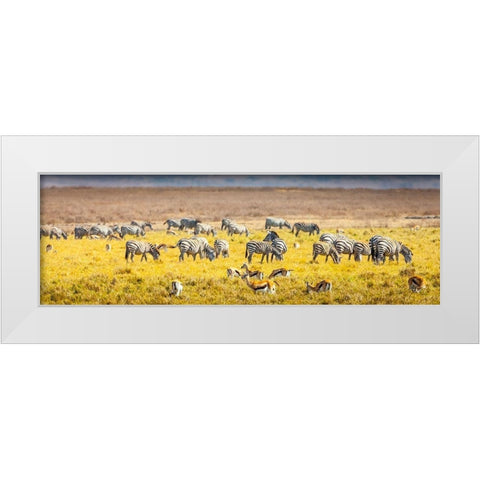 Thompsons gazelle and zebra feed among the grasslands within the Ngorongoro Crater White Modern Wood Framed Art Print by Richardson, Larry