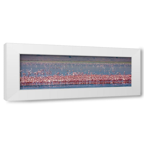 Lesser flamingos rest and feed in Lake Magadi inside Ngorongoro Crater-Tanzania White Modern Wood Framed Art Print by Richardson, Larry
