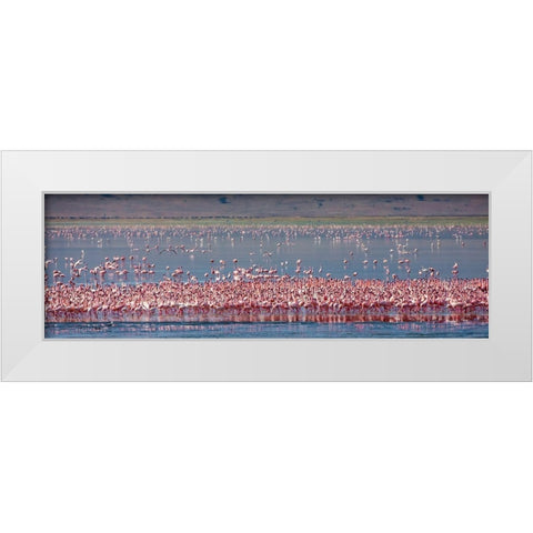 Lesser flamingos rest and feed in Lake Magadi inside Ngorongoro Crater-Tanzania White Modern Wood Framed Art Print by Richardson, Larry
