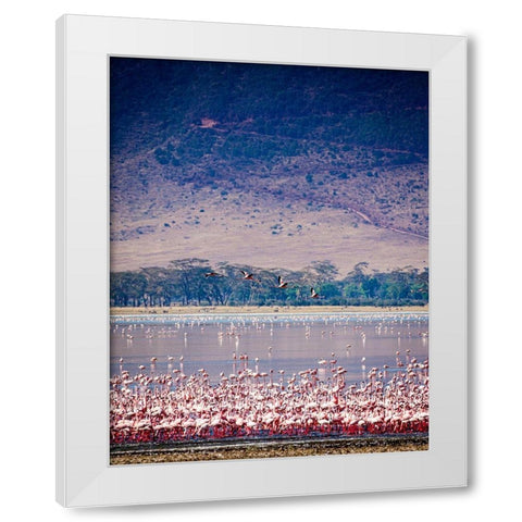 Lesser flamingos rest and feed in Lake Magadi inside Ngorongoro Crater-Tanzania White Modern Wood Framed Art Print by Richardson, Larry