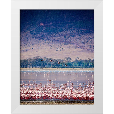 Lesser flamingos rest and feed in Lake Magadi inside Ngorongoro Crater-Tanzania White Modern Wood Framed Art Print by Richardson, Larry