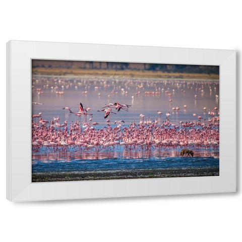 Lesser flamingos rest and feed in Lake Magadi inside Ngorongoro Crater-Tanzania White Modern Wood Framed Art Print by Richardson, Larry