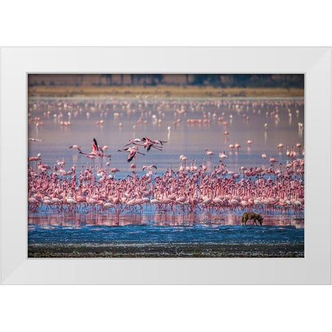 Lesser flamingos rest and feed in Lake Magadi inside Ngorongoro Crater-Tanzania White Modern Wood Framed Art Print by Richardson, Larry