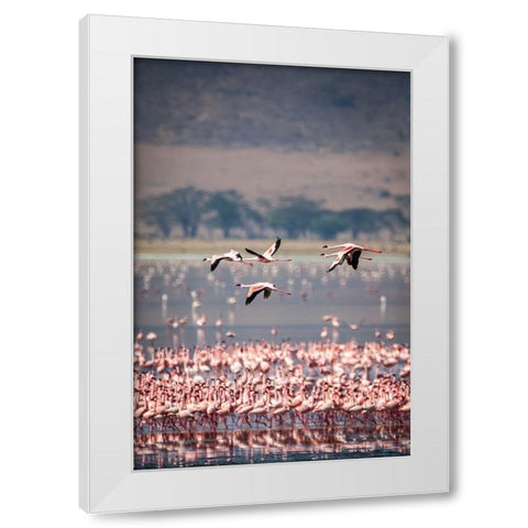 Lesser flamingos rest and feed in Lake Magadi inside Ngorongoro Crater-Tanzania White Modern Wood Framed Art Print by Richardson, Larry