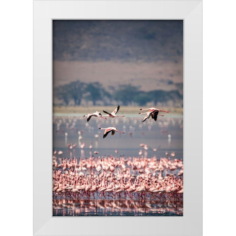 Lesser flamingos rest and feed in Lake Magadi inside Ngorongoro Crater-Tanzania White Modern Wood Framed Art Print by Richardson, Larry