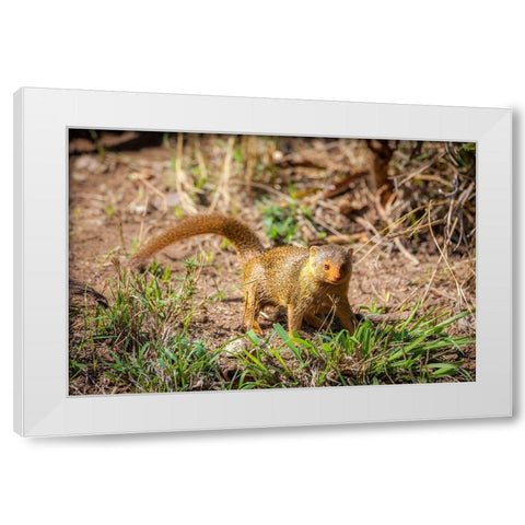 A dwarf mongoose-like other mustelids-is curious White Modern Wood Framed Art Print by Richardson, Larry