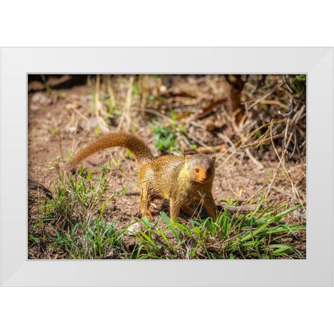 A dwarf mongoose-like other mustelids-is curious White Modern Wood Framed Art Print by Richardson, Larry