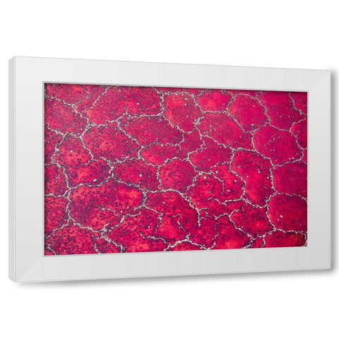 Africa-Tanzania-Aerial view of patterns of red algae and salt formations in shallow salt waters White Modern Wood Framed Art Print by Souders, Paul