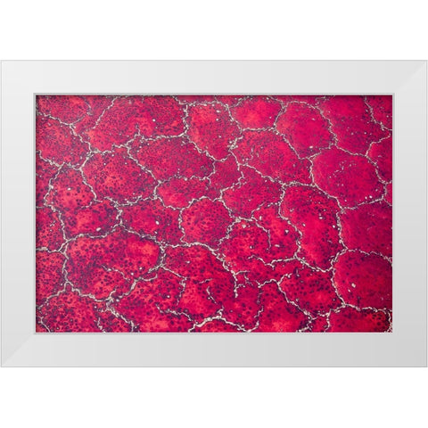 Africa-Tanzania-Aerial view of patterns of red algae and salt formations in shallow salt waters White Modern Wood Framed Art Print by Souders, Paul