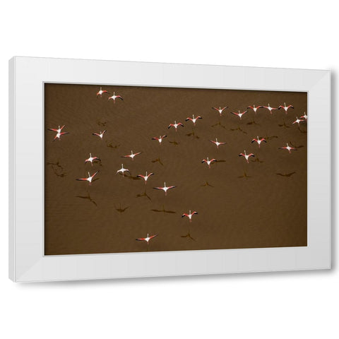 Africa-Tanzania-Aerial view of flock of Greater and Lesser Flamingos flying above salt waters White Modern Wood Framed Art Print by Souders, Paul
