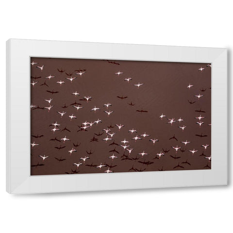 Africa-Tanzania-Aerial view of flock of Greater and Lesser Flamingos flying above salt waters White Modern Wood Framed Art Print by Souders, Paul