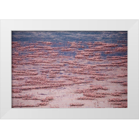 Africa-Tanzania-Aerial view of vast flock of Lesser Flamingos nesting in shallow salt waters White Modern Wood Framed Art Print by Souders, Paul