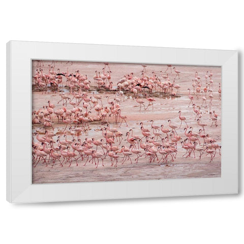 Africa-Tanzania-Aerial view of vast flock of Lesser Flamingos nesting in shallow salt waters White Modern Wood Framed Art Print by Souders, Paul