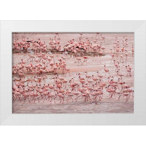 Africa-Tanzania-Aerial view of vast flock of Lesser Flamingos nesting in shallow salt waters White Modern Wood Framed Art Print by Souders, Paul