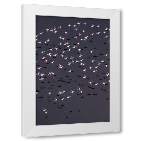 Africa-Tanzania-Aerial view of flock of Lesser Flamingos taking flight above shallow salt waters White Modern Wood Framed Art Print by Souders, Paul
