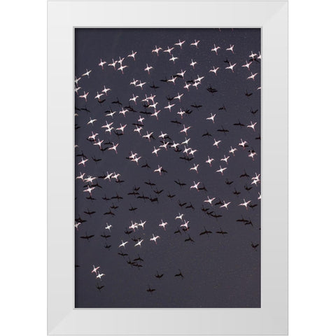 Africa-Tanzania-Aerial view of flock of Lesser Flamingos taking flight above shallow salt waters White Modern Wood Framed Art Print by Souders, Paul