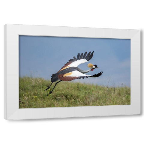 Africa-Tanzania-Ngorongoro Conservation Area-Grey Crowned Crane White Modern Wood Framed Art Print by Souders, Paul