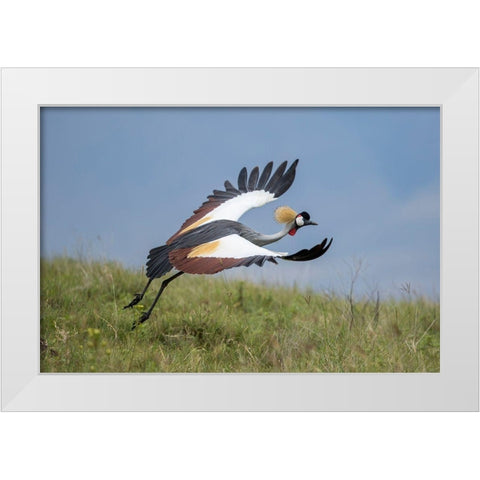 Africa-Tanzania-Ngorongoro Conservation Area-Grey Crowned Crane White Modern Wood Framed Art Print by Souders, Paul