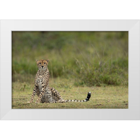 Tanzania-Ngorongoro Conservation Area-Adult Cheetah  White Modern Wood Framed Art Print by Souders, Paul