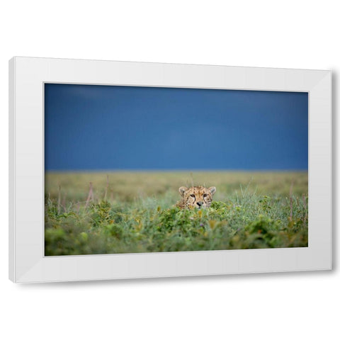 Tanzania-Ngorongoro Conservation Area-Adult Cheetah  White Modern Wood Framed Art Print by Souders, Paul