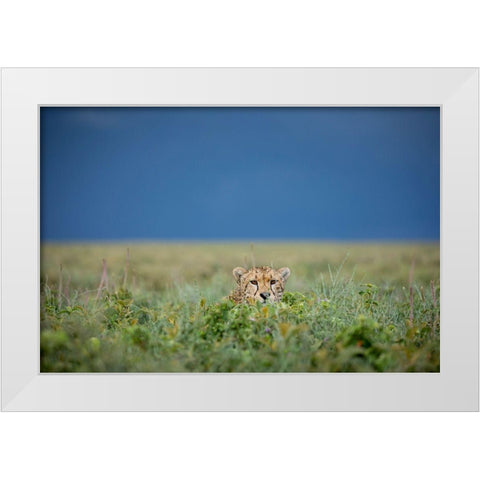 Tanzania-Ngorongoro Conservation Area-Adult Cheetah  White Modern Wood Framed Art Print by Souders, Paul