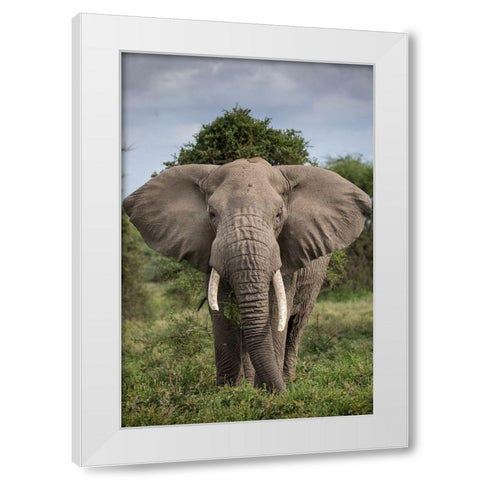 Africa-Tanzania-Ngorongoro Conservation Area-Bull Elephant while feeding  White Modern Wood Framed Art Print by Souders, Paul